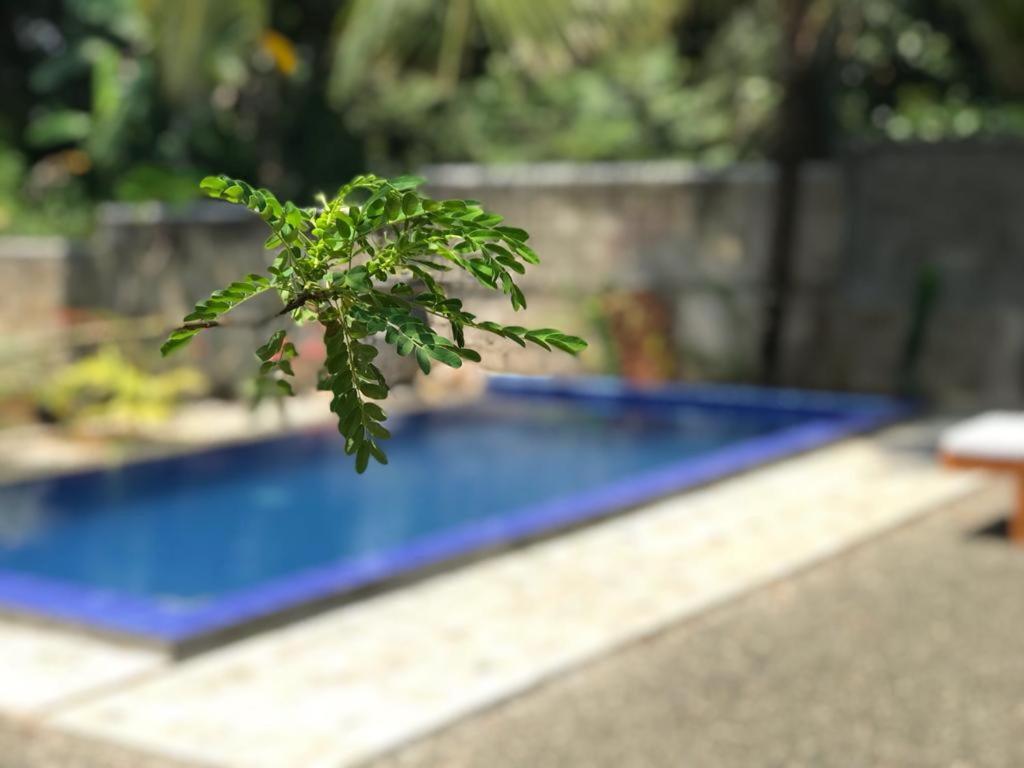 Peaceful Green Villa Unawatuna Exteriér fotografie